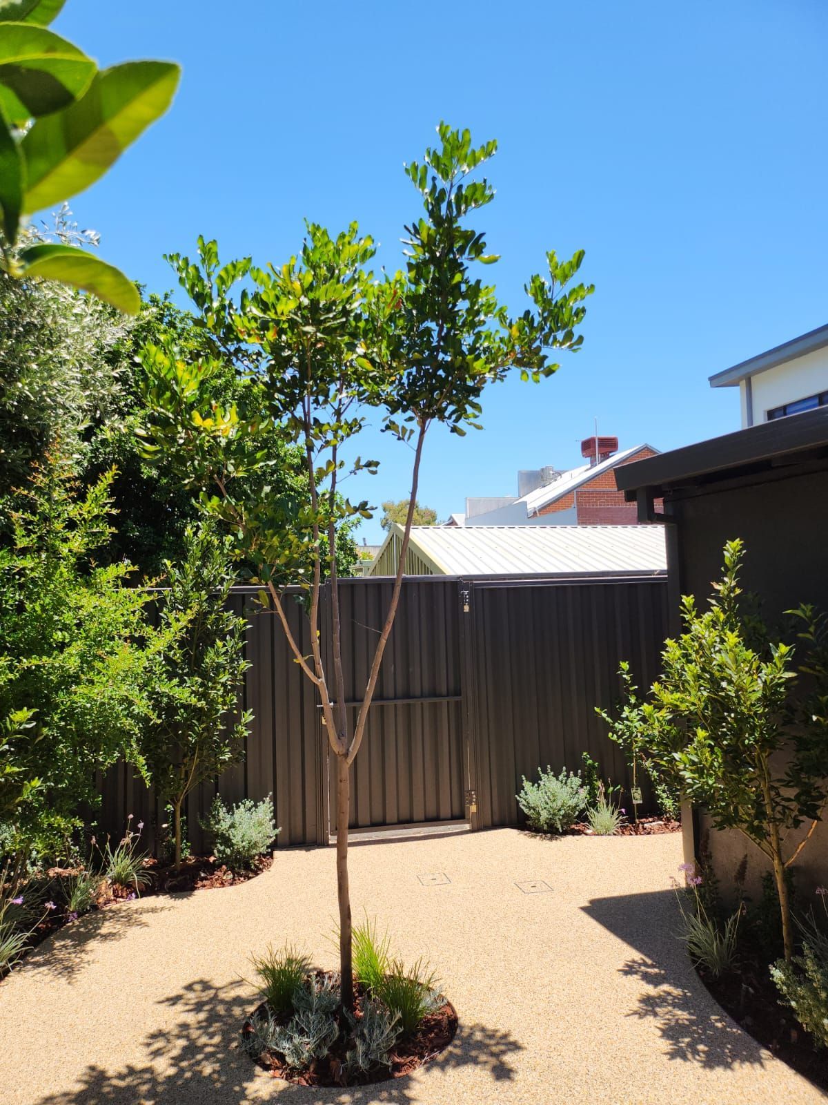 A young tree with green leaves in a gravel yard, with dark fence in background.