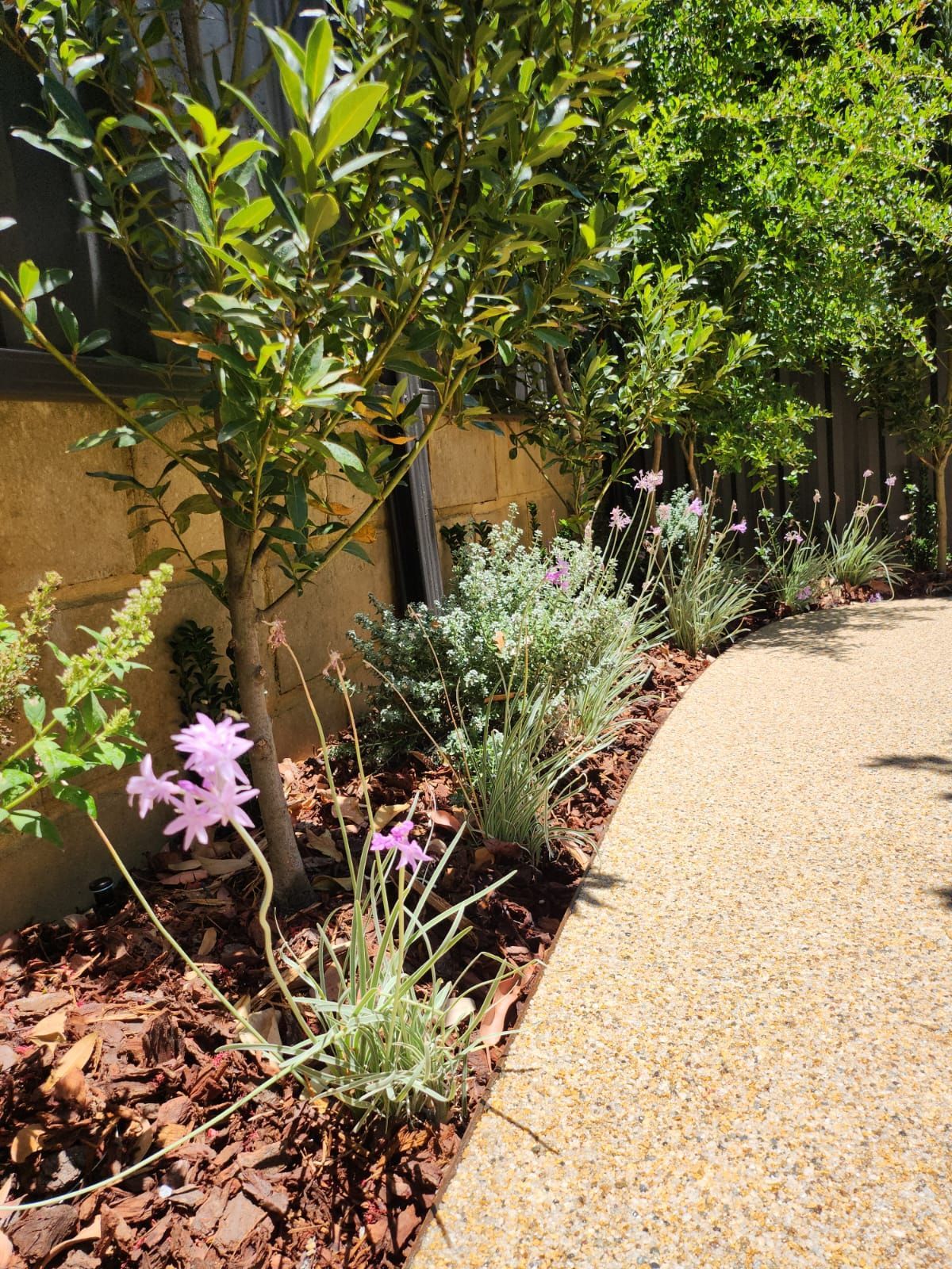 A sunny garden path bordered by mulched flower beds with blooming pink flowers and green foliage.