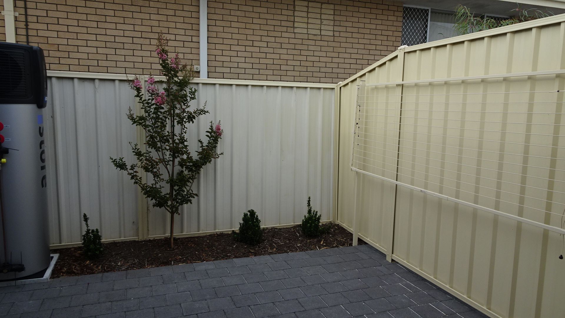 Lagerstroemia 'Sioux' installed as a deciduous courtyard tree..