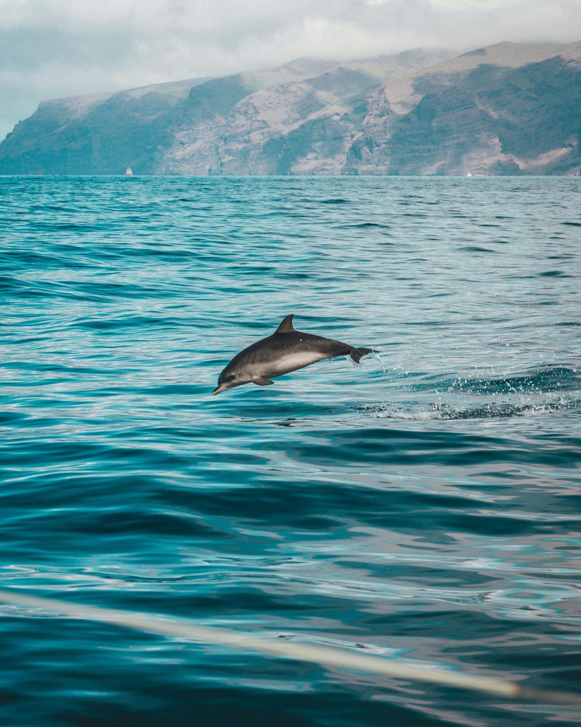 A dolphin is jumping out of the water in the ocean.