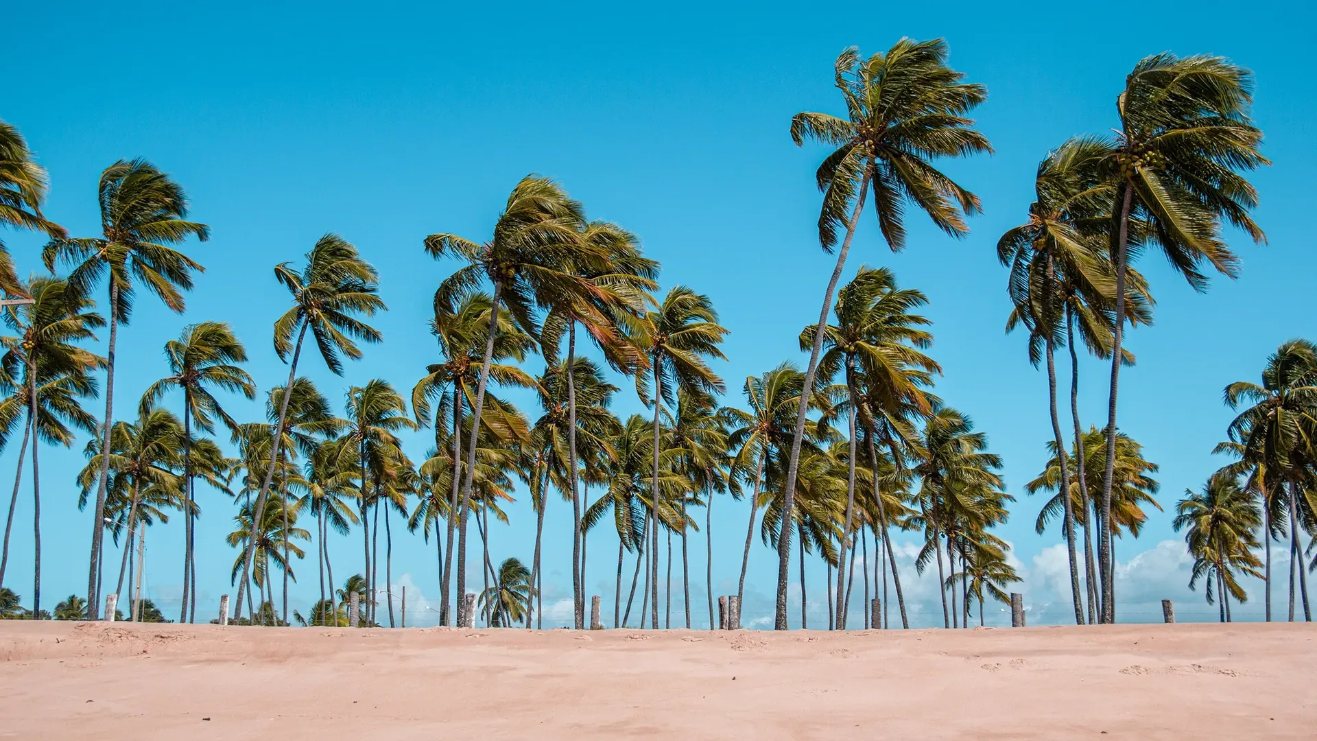 Palmeiras em uma praia de areia sob um céu azul brilhante.