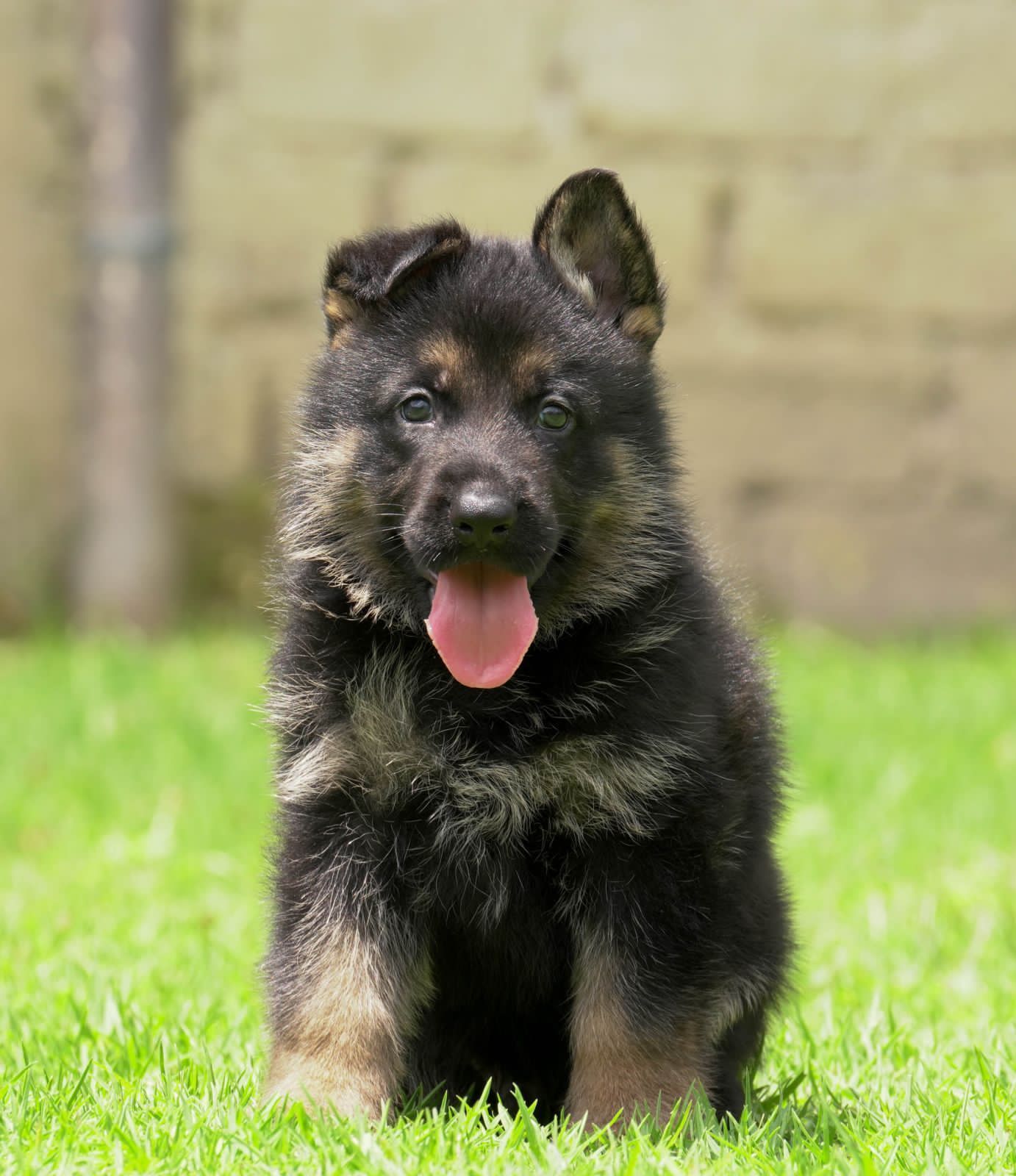 pastor aleman en venta