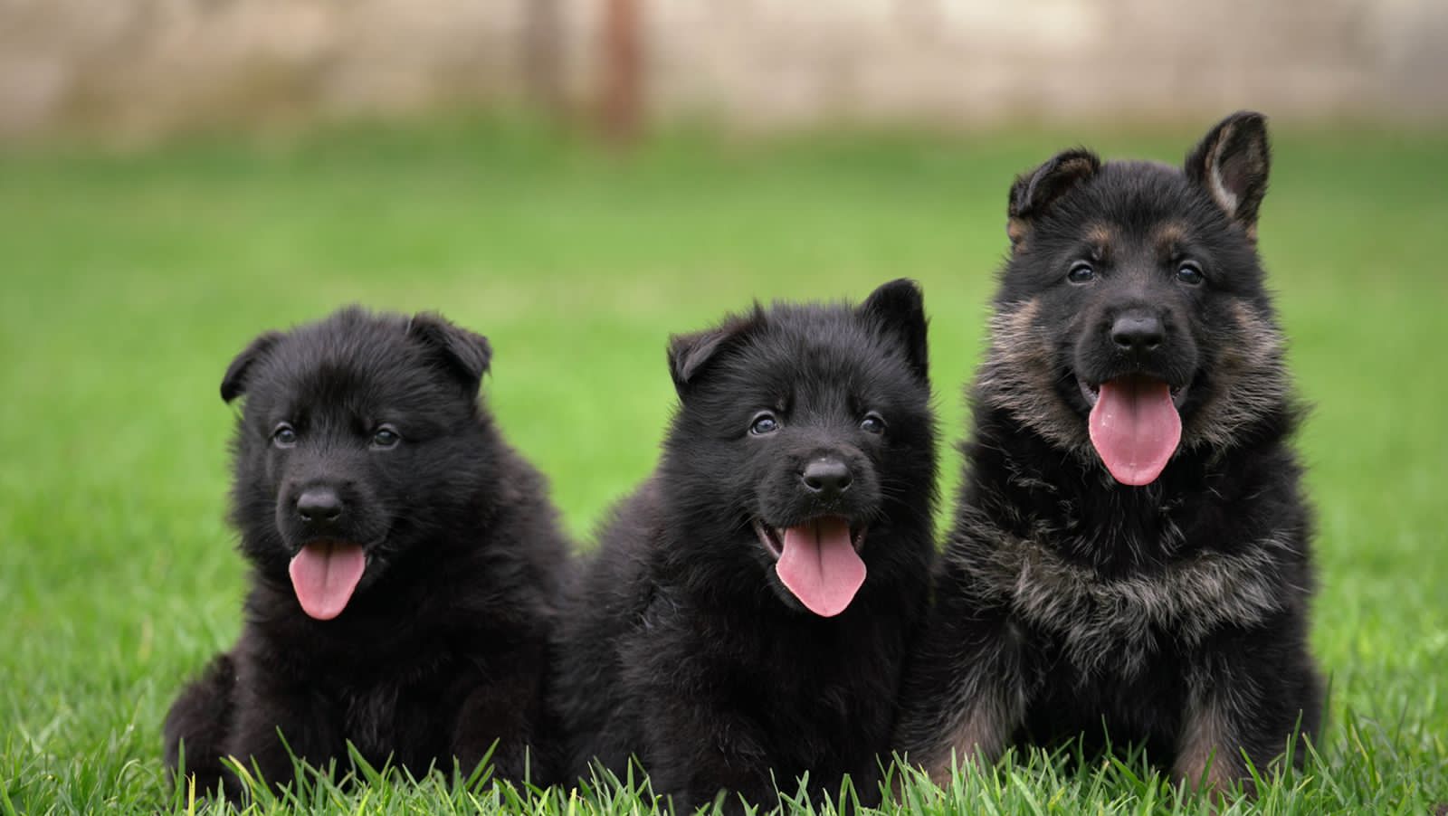 pastor aleman en venta