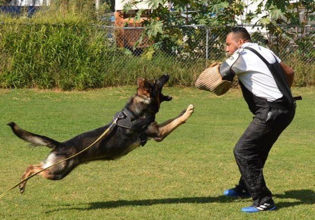 Adiestramiento canino guardia y proteccion