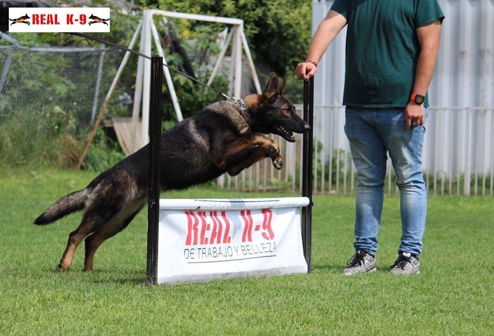Adiestramiento canino