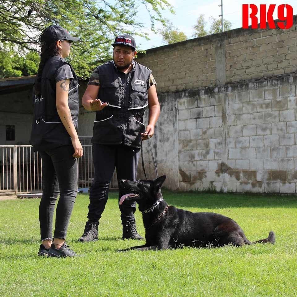 Escuela para perros Guadalajara