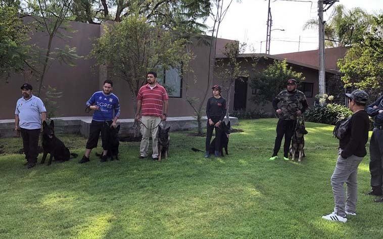 Escuela para perros Guadalajara