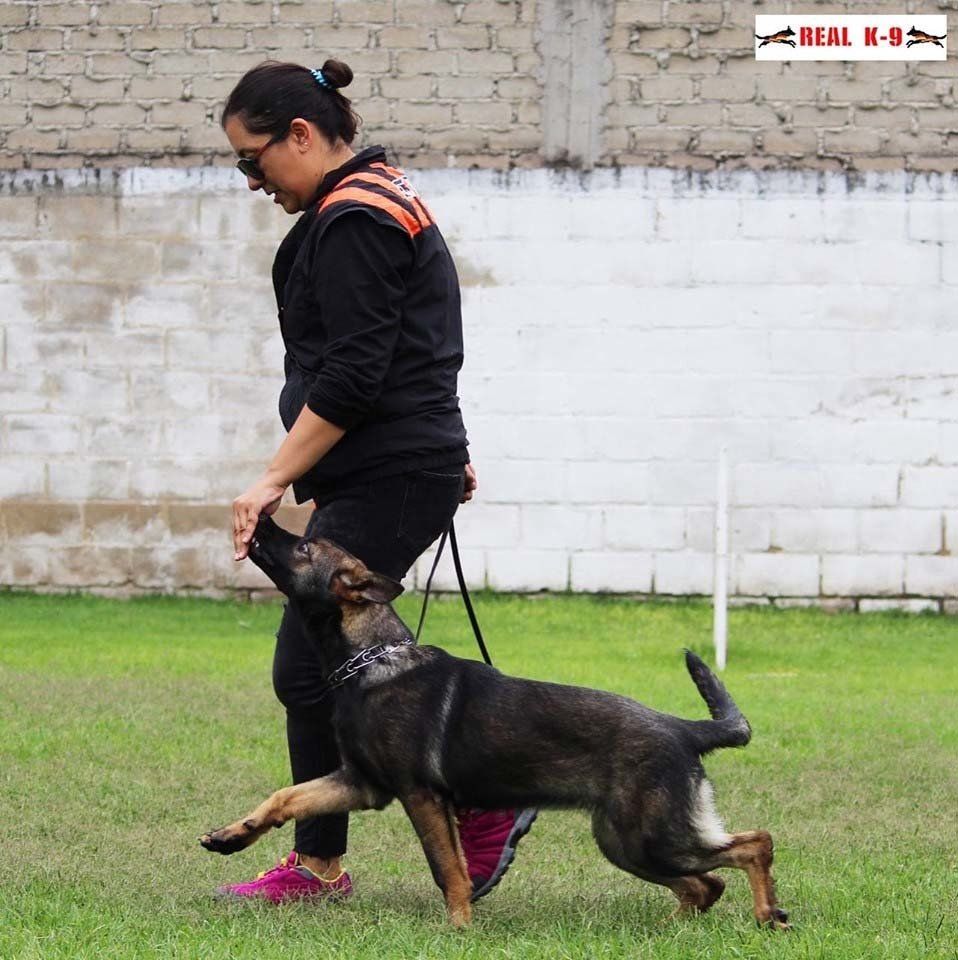 adiestramiento canino