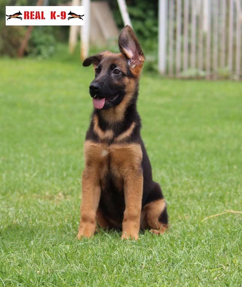 Cachorro pastor aleman de belleza