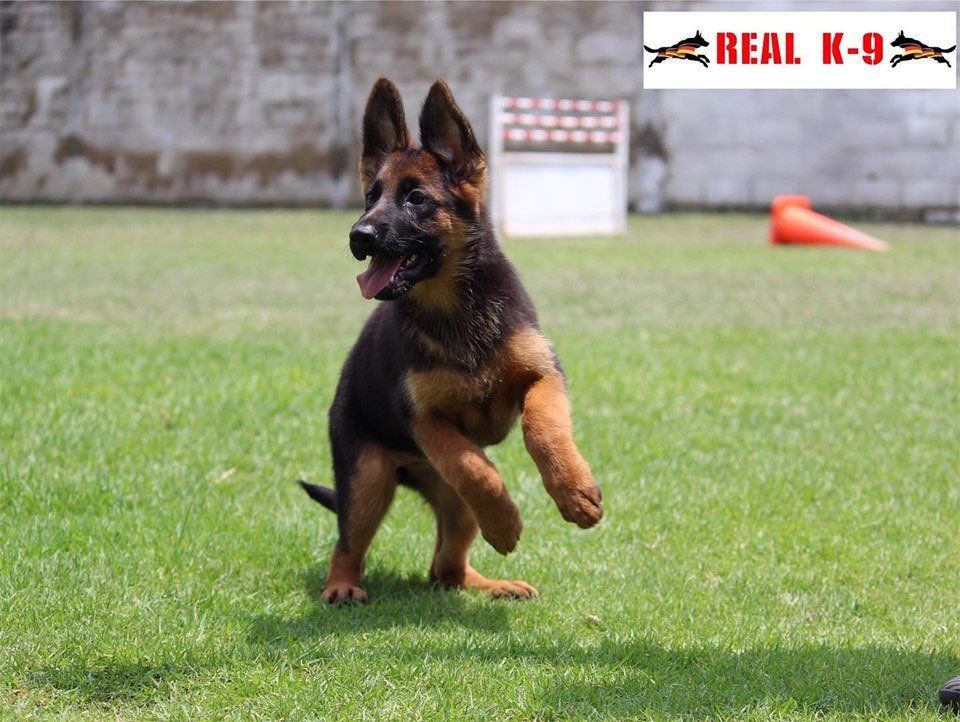 Cachorro pastor aleman de belleza