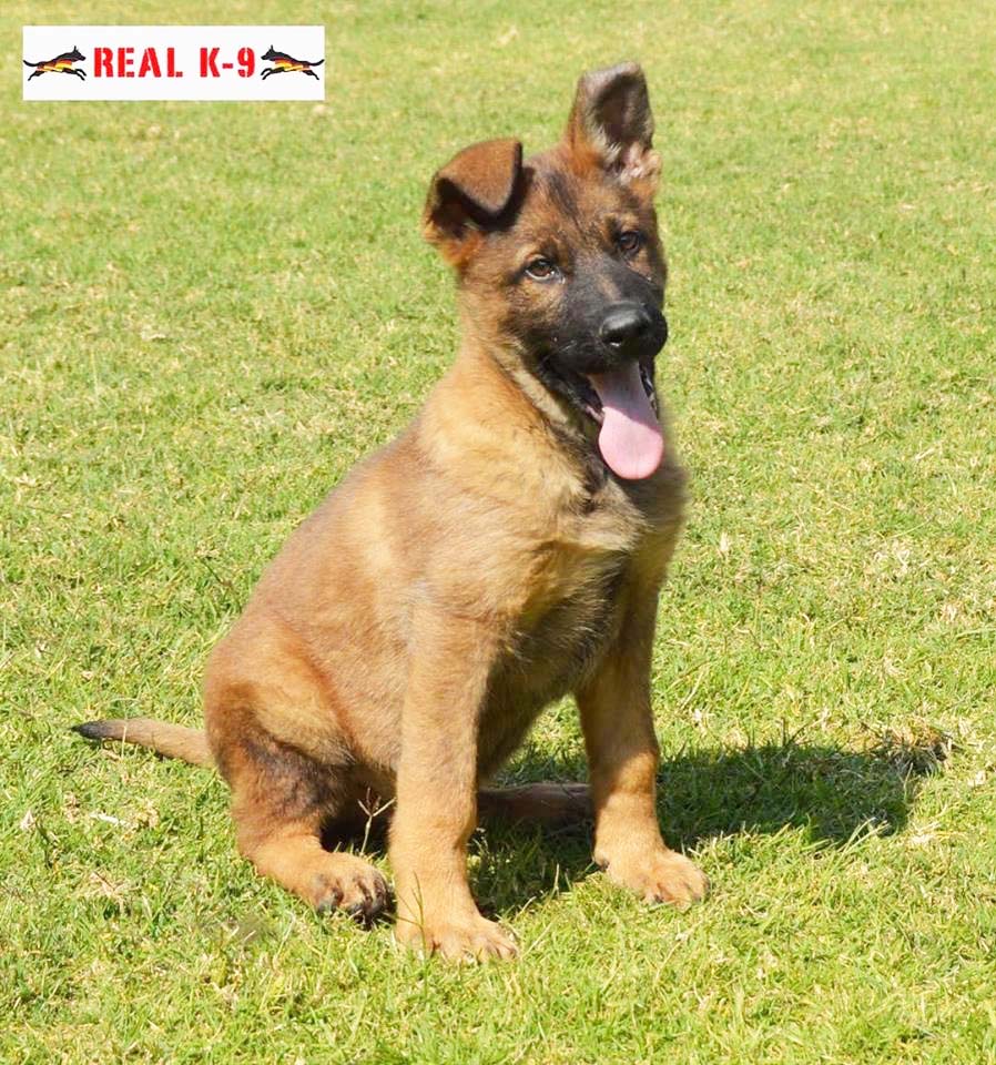 cachorro pastor aleman