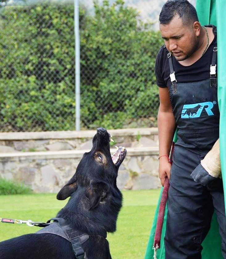 Adiestramiento canino