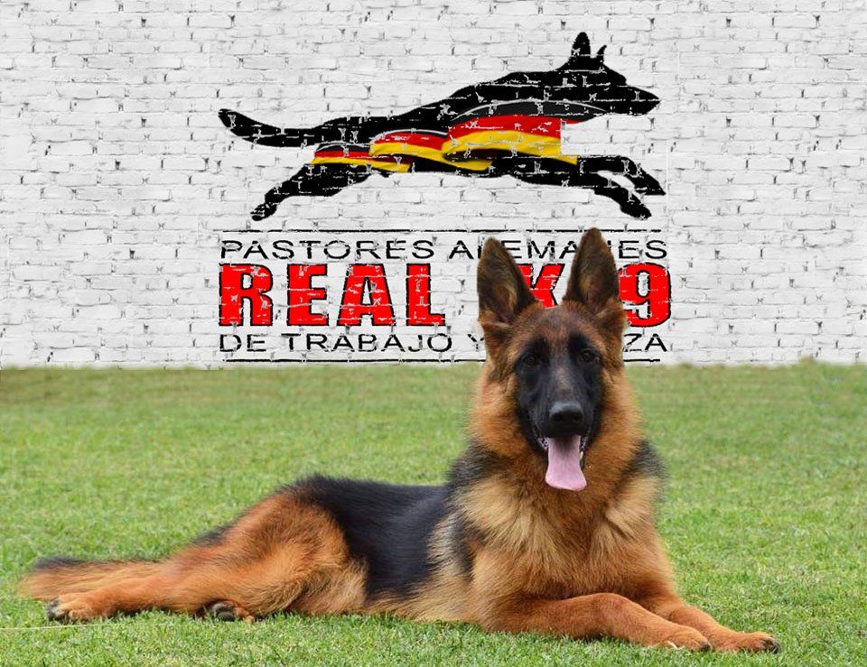 Pastor Aleman de Belleza