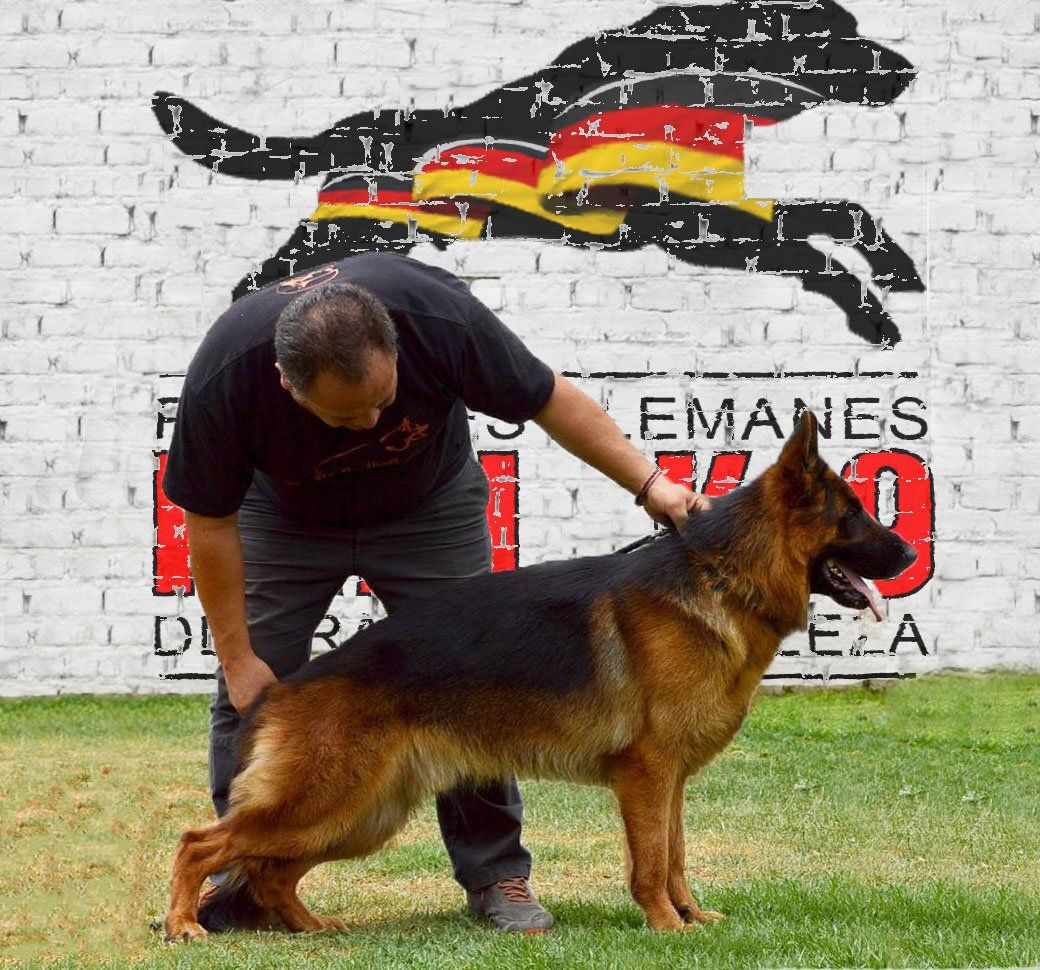 Pastor Aleman de Belleza