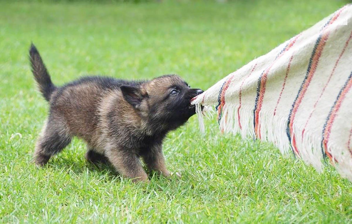 Cachorro Pastor Aleman