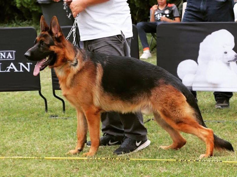 Pastor Aleman de Belleza