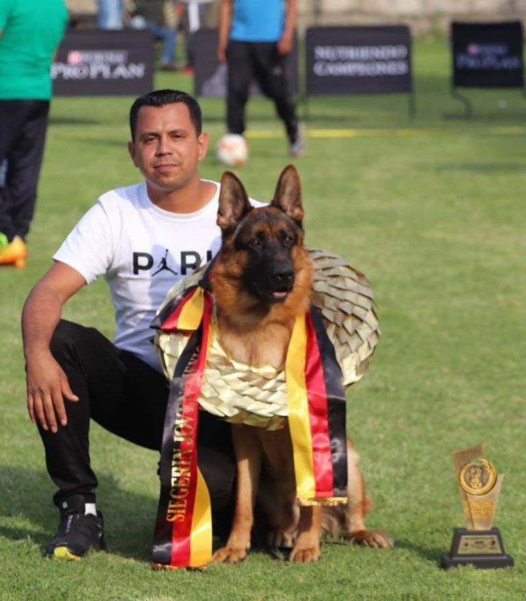 Pastor Aleman de Belleza