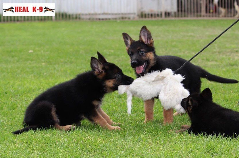 Cachorros pastor aleman jugando