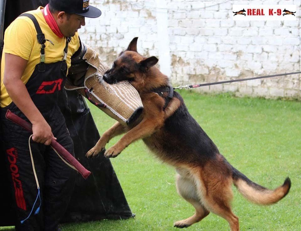 adiestramiento canino