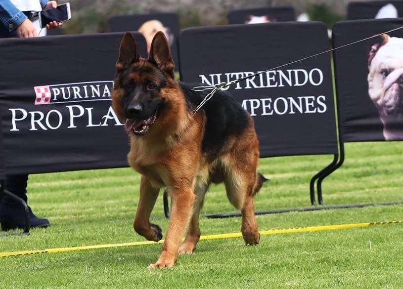 pastor aleman linea de belleza