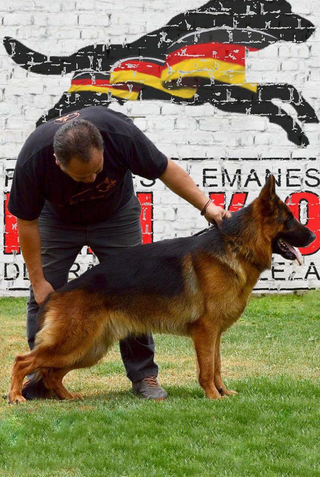 pastor aleman de belleza