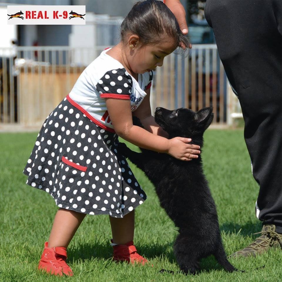 cachorro pastor aleman negro
