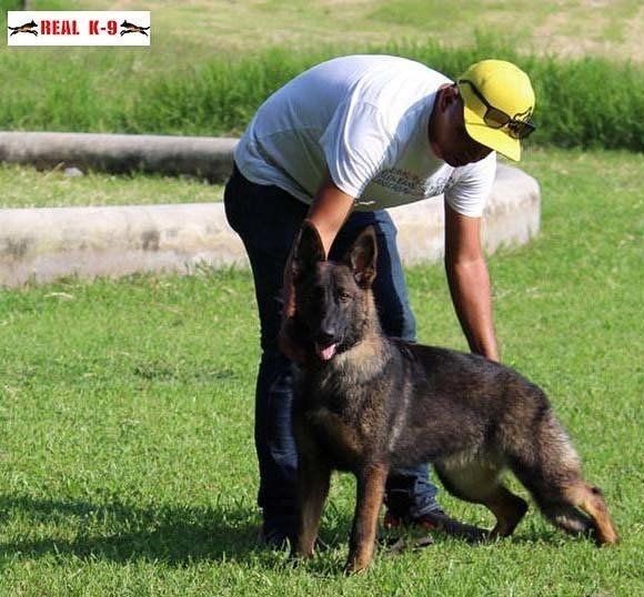 cachorro pastor aleman