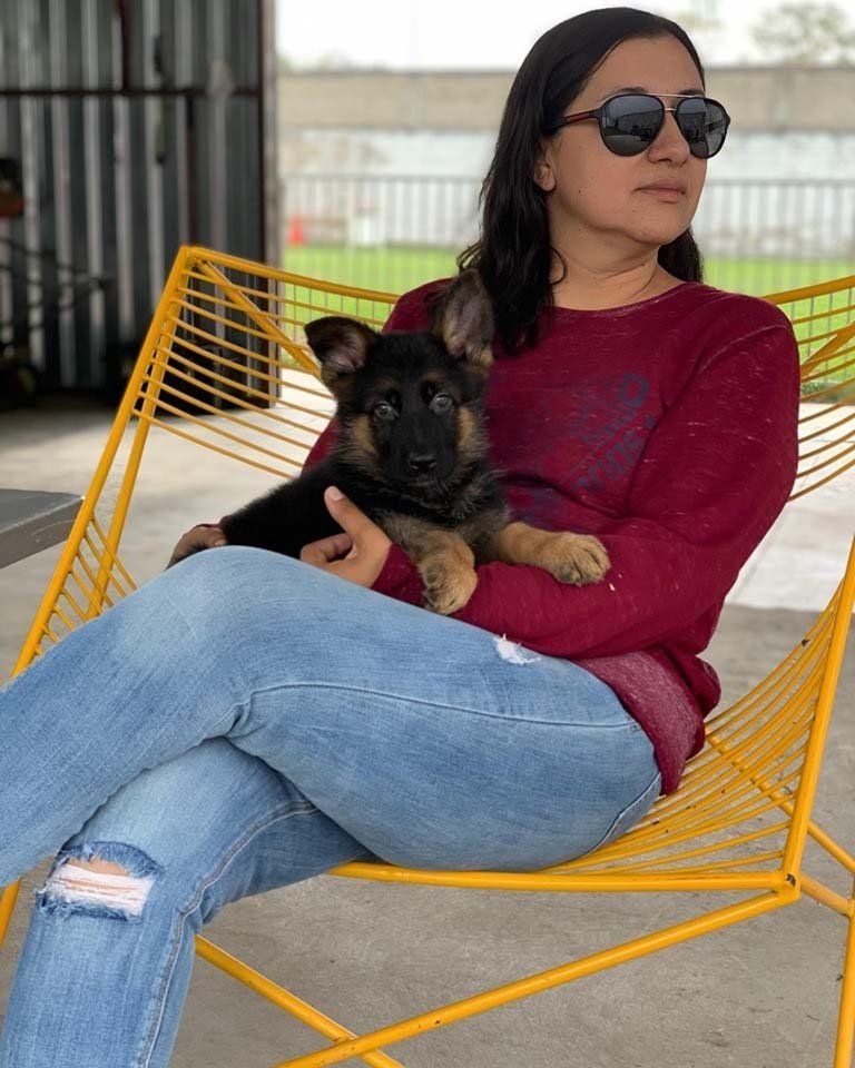 cachorro pastor aleman en venta