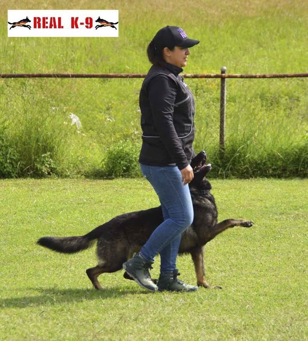 pastor aleman en venta