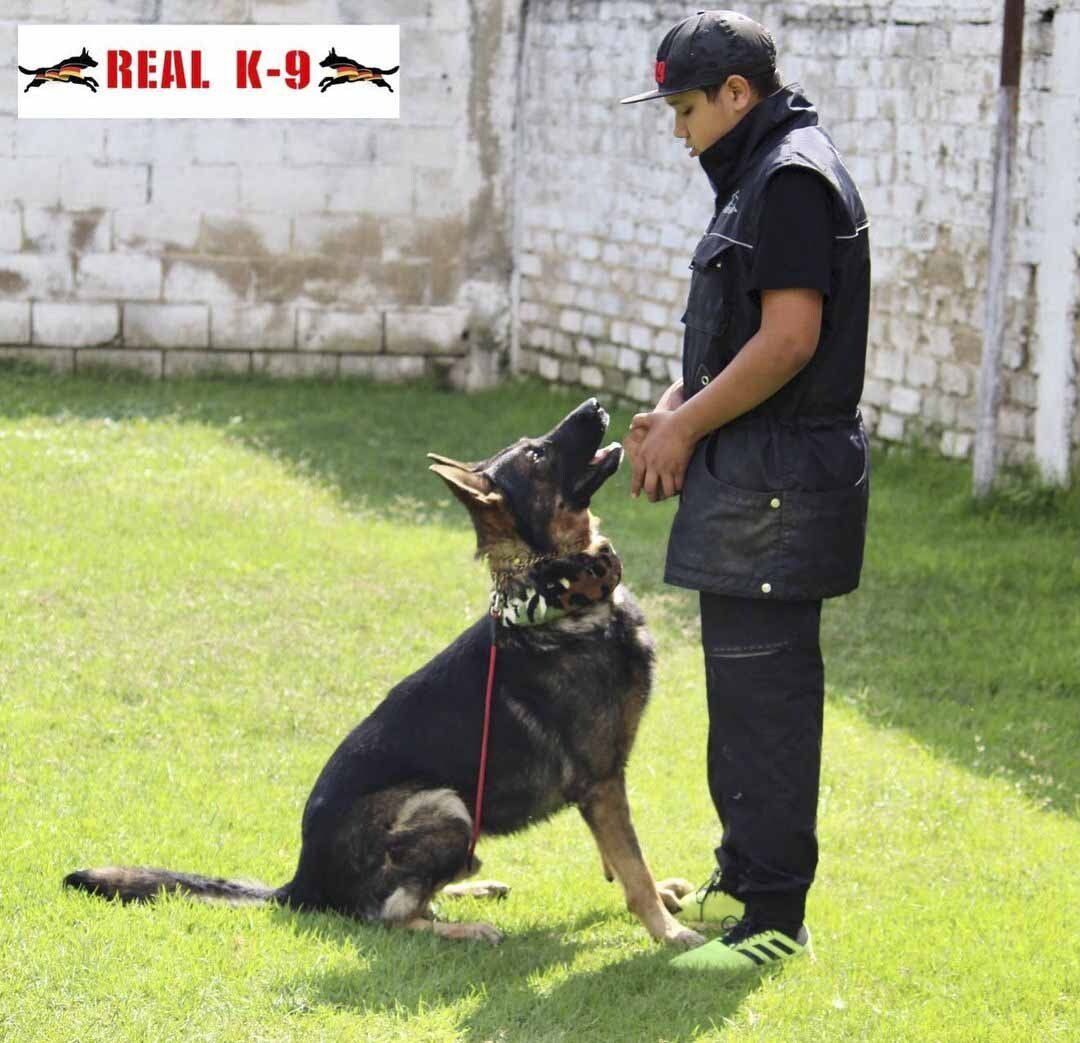 pastor aleman en venta