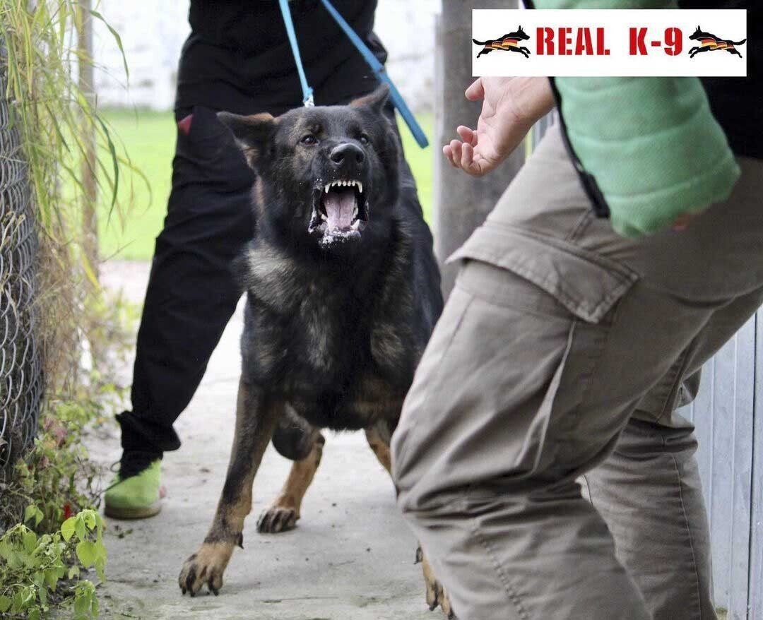 pastor aleman en venta