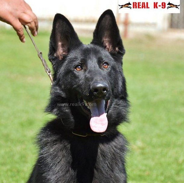 pastor  aleman en venta