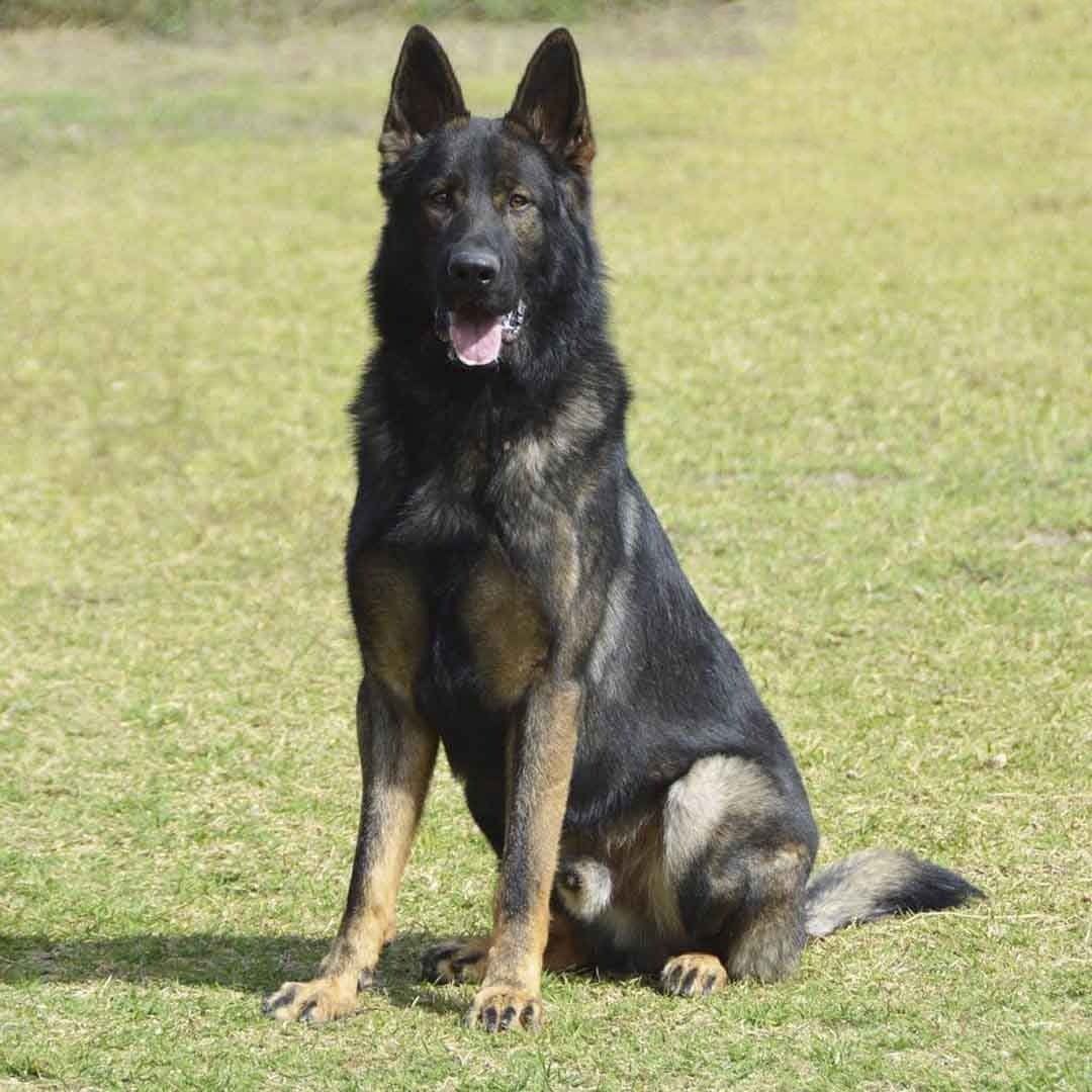 pastor aleman en venta