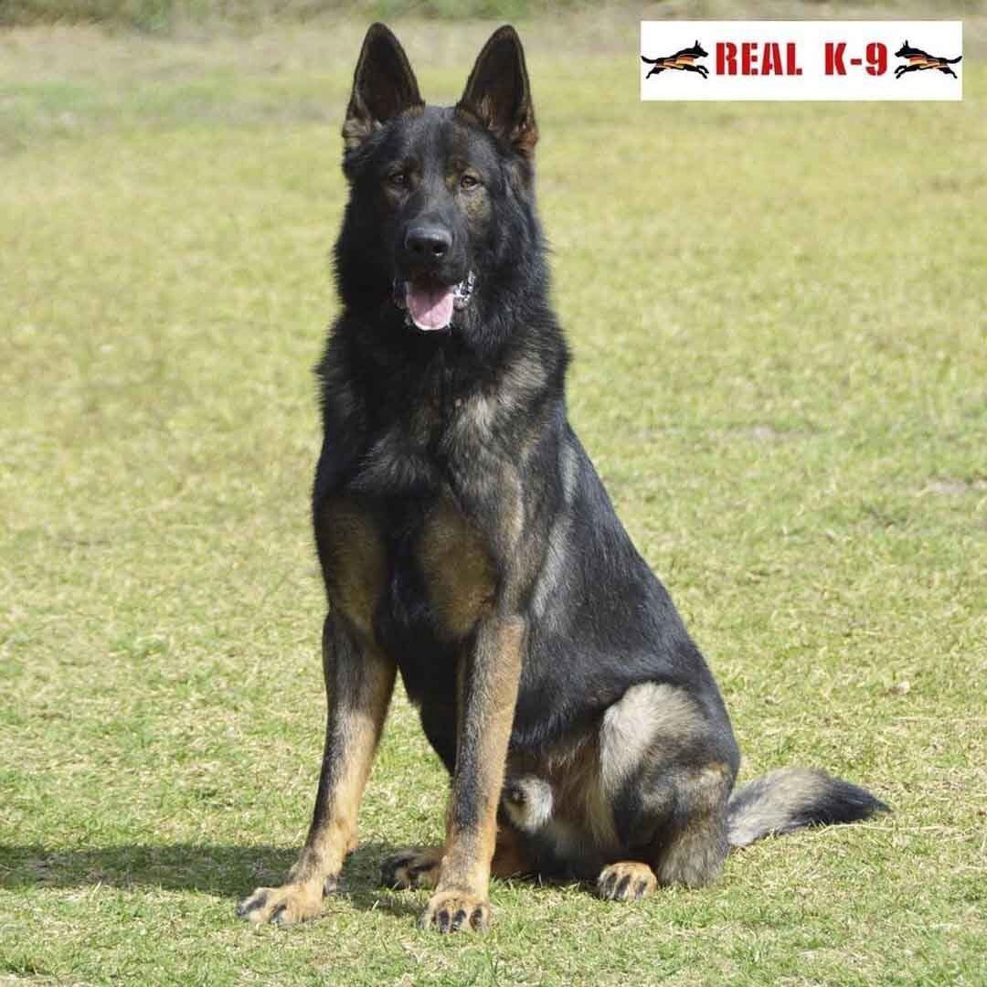 pastor aleman linea de trabajo en venta