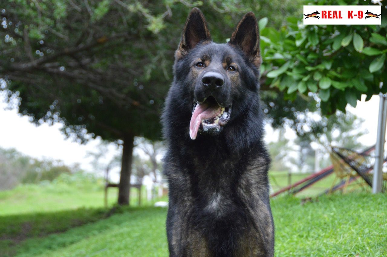 pastor aleman linea de trabajo