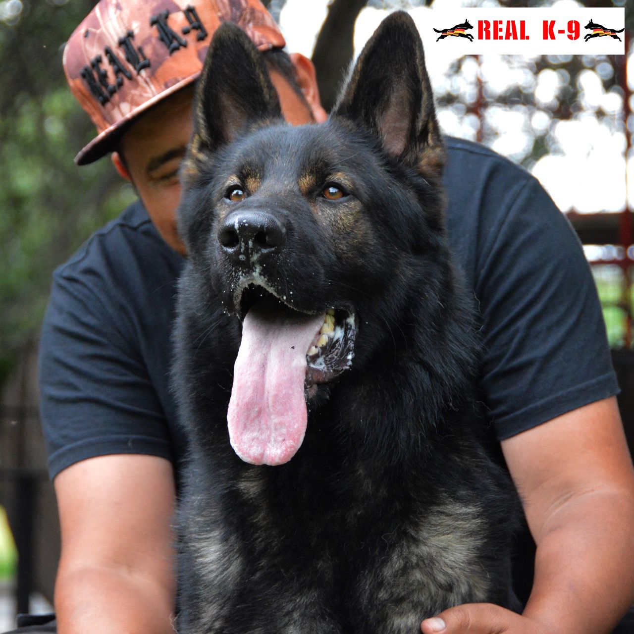 pastor aleman linea de trabajo