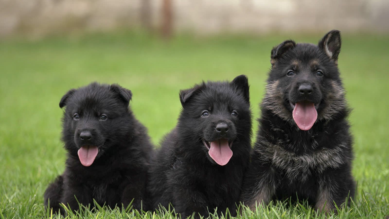 pastor aleman en venta