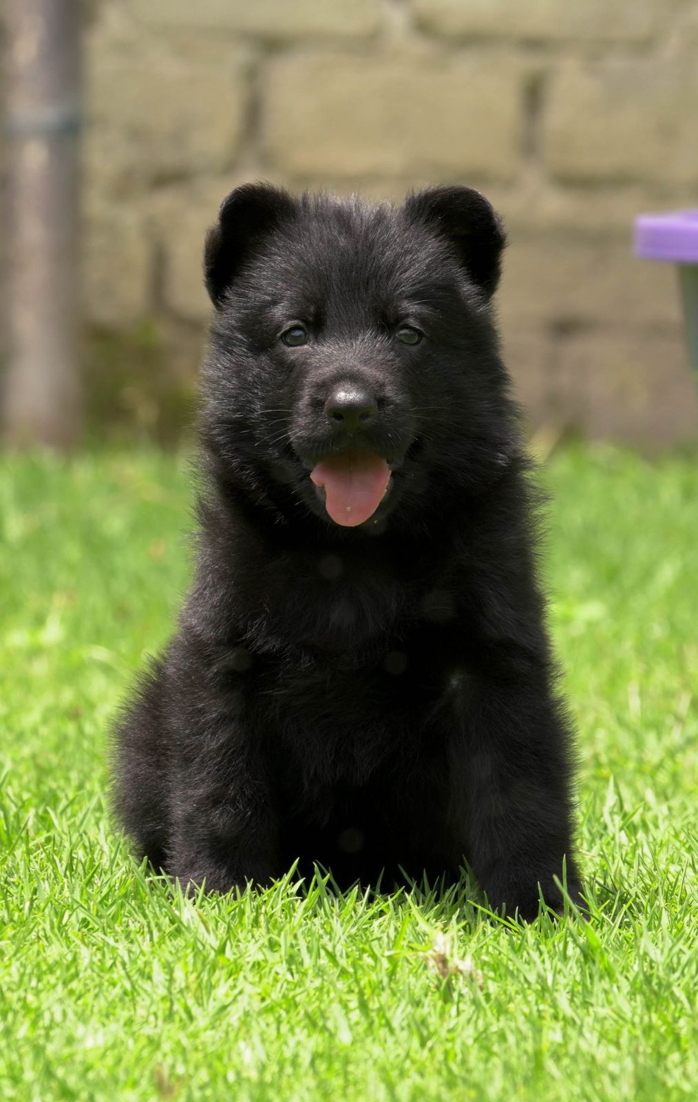 pastor aleman en venta