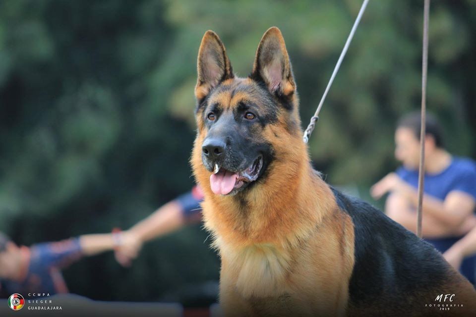 cachorros pastor aleman