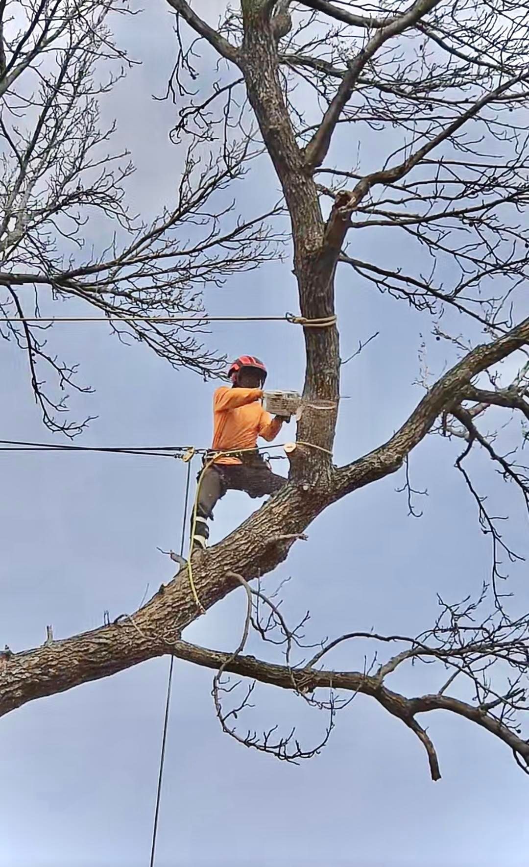 Worker in orange safety gear pruning a tree branch with a chainsaw against a blue sky