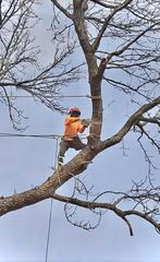 Tree worker in orange safety gear and helmet cutting branches high in a leafless tree