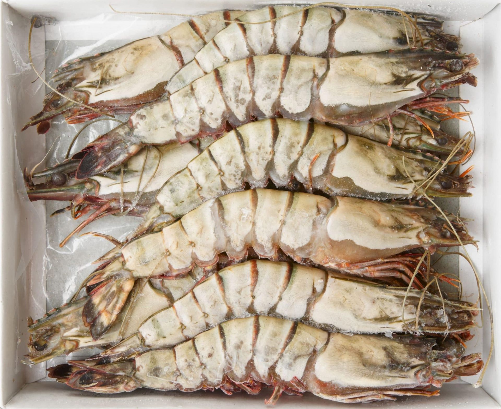 Garnalen Black Tiger met kop