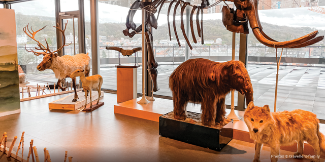 Display of stuffed/taxidermy animals at the Espace Muséal d’Andenne