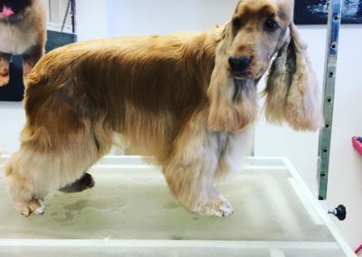 Golden Cocker Spaniel dog standing on a grooming table, freshly groomed with feathered ears and legs.