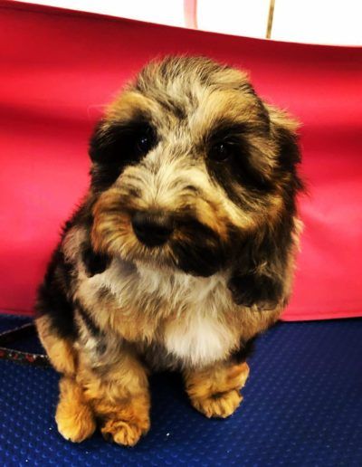A small, fluffy dog with mixed brown and black fur sits on a blue surface in front of a pink background.