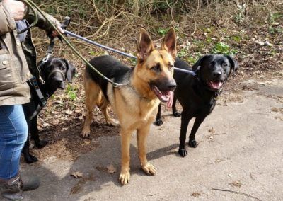 A person walking three dogs on leashes: a German Shepherd and two black Labs, outside on a path.