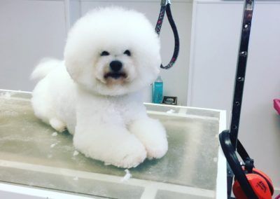 Fluffy white Bichon Frise with perfectly groomed fur sits on a grooming table.