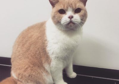 Orange and white cat sitting against a white wall, looking forward.