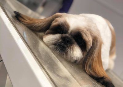 Shih Tzu dog with a trimmed body, long ear hair, lying on a white surface.