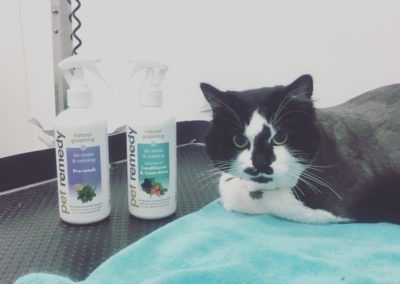 Cat next to two bottles of pet remedy spray in a grooming setting. The cat is black and white, laying on a blue towel.
